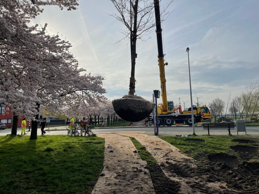 Boom verplaatsen Regenboogbuurt